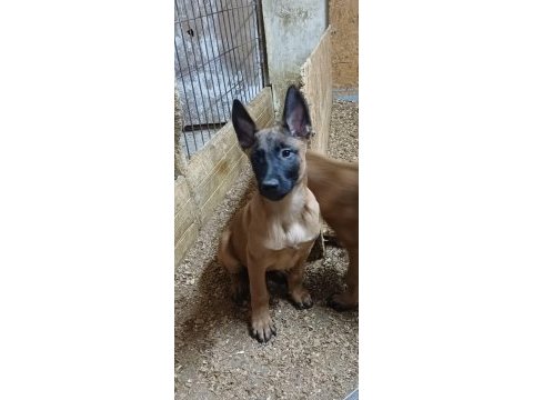 Sağlık ve ırk garantili aşılı malinoisler