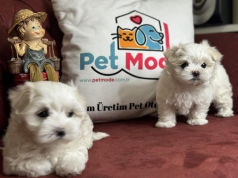 Tea cup maltese terrier yavrular ziyarete açık