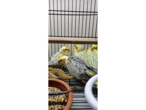 Sevimli sultan papağanı yavruları