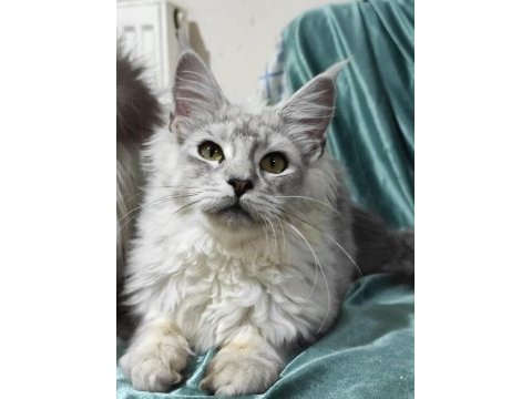 Gift of kings cattery maine coon