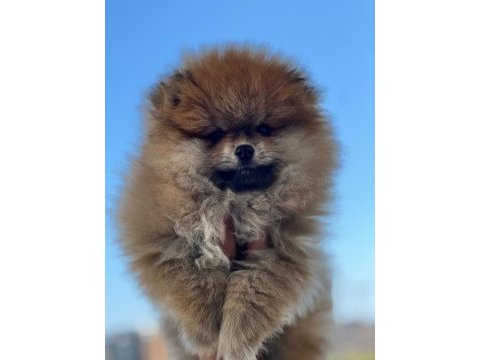 Antalya pomeranian boo