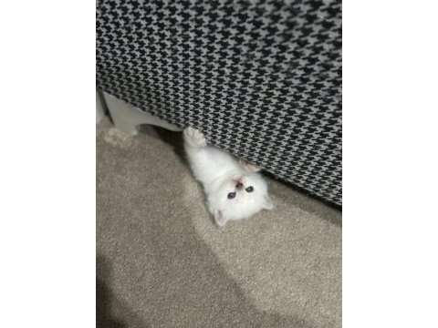 Safkan british shorthair bebişler sahibini arıyor