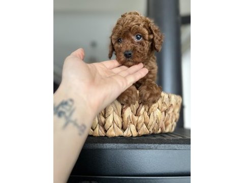 Ömür boyu ırk garantisi ve tam toy poodle