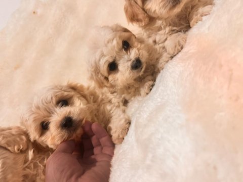 Maltipoo yavrularım yeni yuvalarını bekliyor