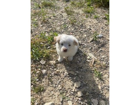 Dost canlısı küçük ırk dişi ve erkek süs köpeği