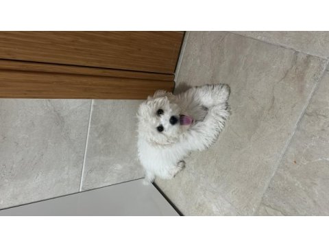 4 aylık terrier