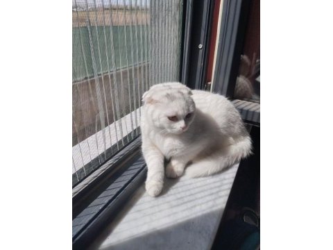 British blue point ve yavrusu scottish fold