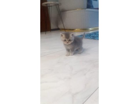 British shorthair yavrumuz 1 aylık