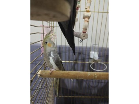 3 aylık sultan papağanı