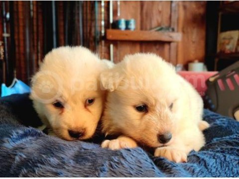 Bembeyaz güzellik safkan samoyed yavrusu