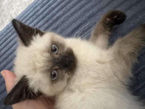 4 aylık erkek british shorthair