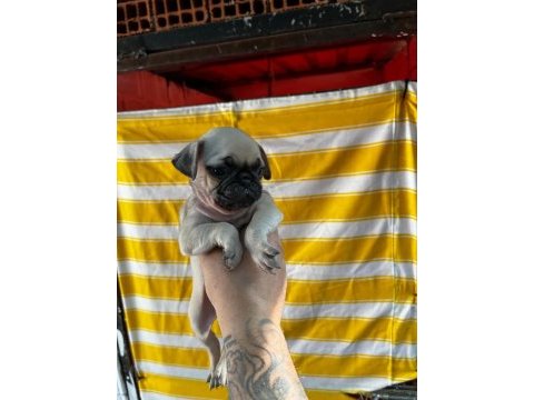 A kalite ırk garantili pug bebekler