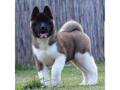 Muhteşem erkek akita bebek
