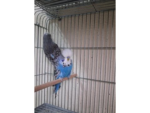 Show jumbo muhabbet kuşları