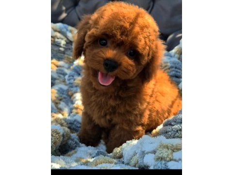 Kore kan tea cup poodle yavrumuz