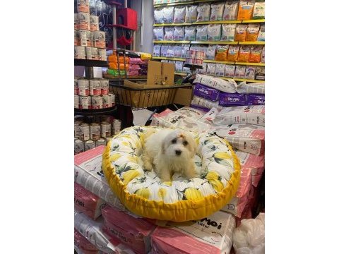 1 numara beyaz maltese terrier