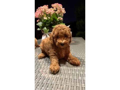Toy poodle kg garantili