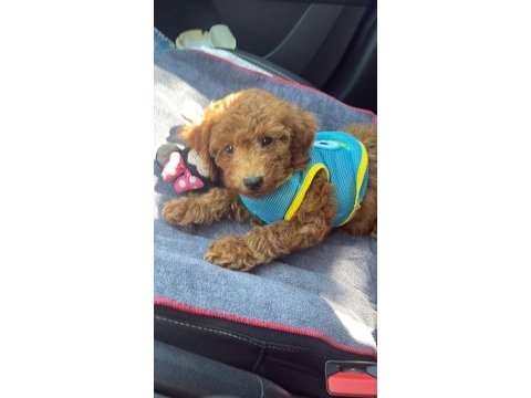 60 günlük poodle yavrumuza yuva arıyoruz