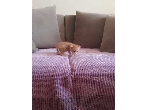 20 günlük tekir kedi sarman kalıcı yuvasını arıyor