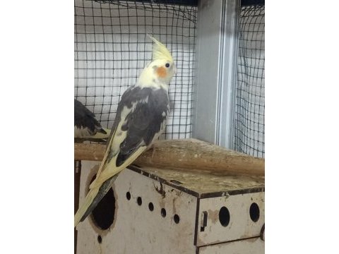 Ele alışkın sultan papağanı ısırması vs yoktur