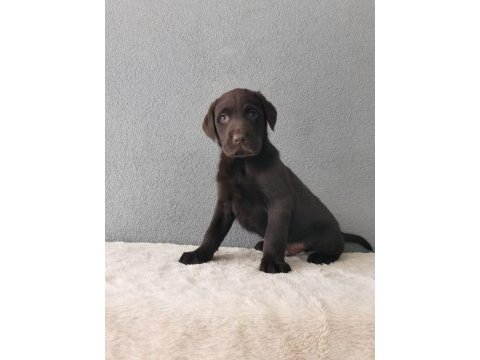 Show kalite labrador retriever yavrularımız