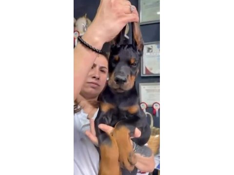 Türkiyeden çıkan dünya standardı doberman yavrular