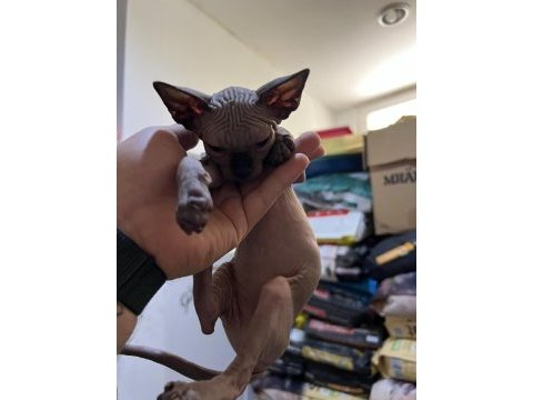 Sphynx (sfenks) kedisi