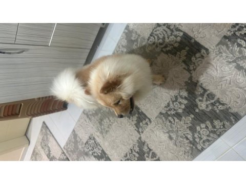 Chow chow (çin aslanı)