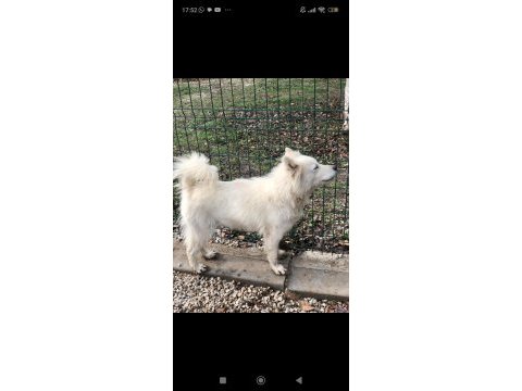 Ankara içi samoyed bu bebeğe çok acil yuva