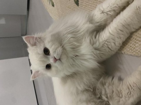 İsmi gibi british shorthair pamuğum