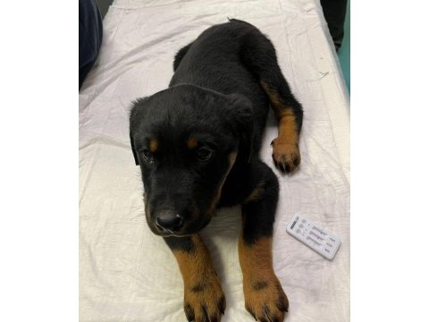 Rottweiler bebeeklerimiz sağlık garantilidir