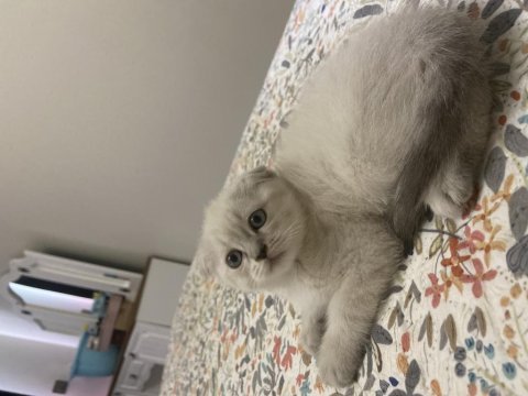 Scottish fold blue point dişi