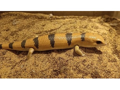 Peters banded skinks