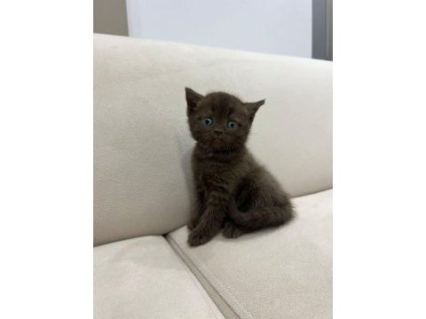 British longhair yavrularımız