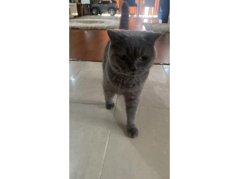 British shorthair 1,5 yaşında