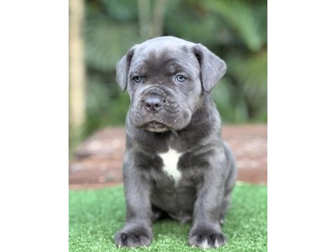 Tüm türkiyeye orjınal cane corso ıtalıano yavruları