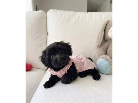 Black morkie