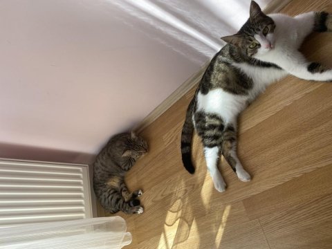 Dünyalar güzeli iki oğlan tekir