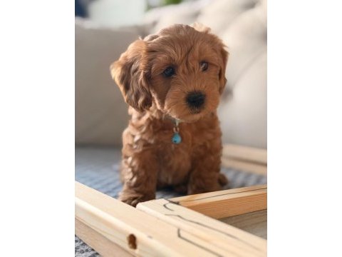 4 aylık maltipoo