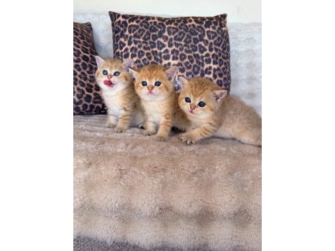 Safkan brıtısh shorthair golden bebekler