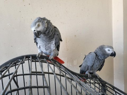 4 yaşında dişi jako papağanı