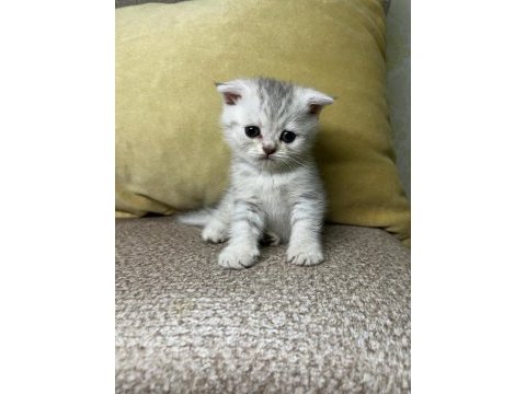 Scottish fold yavruları