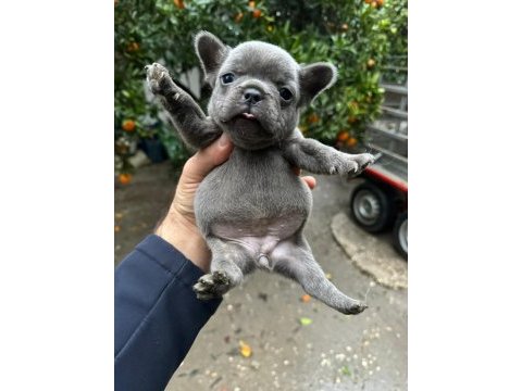 Blue french bulldog yavrularımız
