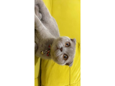 Güzel scottish fold yuva arıyoruz