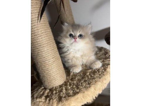 British longhair ay12 dişi erkek kardeşler