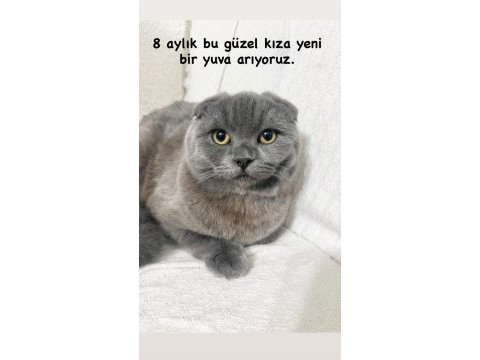 Scottish fold 8 aylık dişi