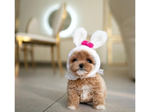 Gülen yuz maltipoo bebek köpekler