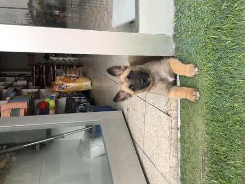 İki aylık dişi malinois