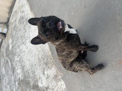 French bulldog oğluma eşleşmesi için dişi arıyorum