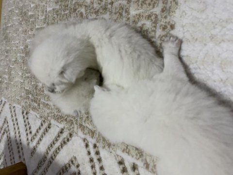 Bebeklerimiz yeni sahiplerini bekliyor